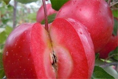 红色之爱红肉苹果苗介绍-新品种苹果苗特点价格图片