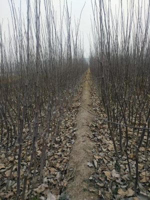 矮化苹果树苗 矮化苹果树苗