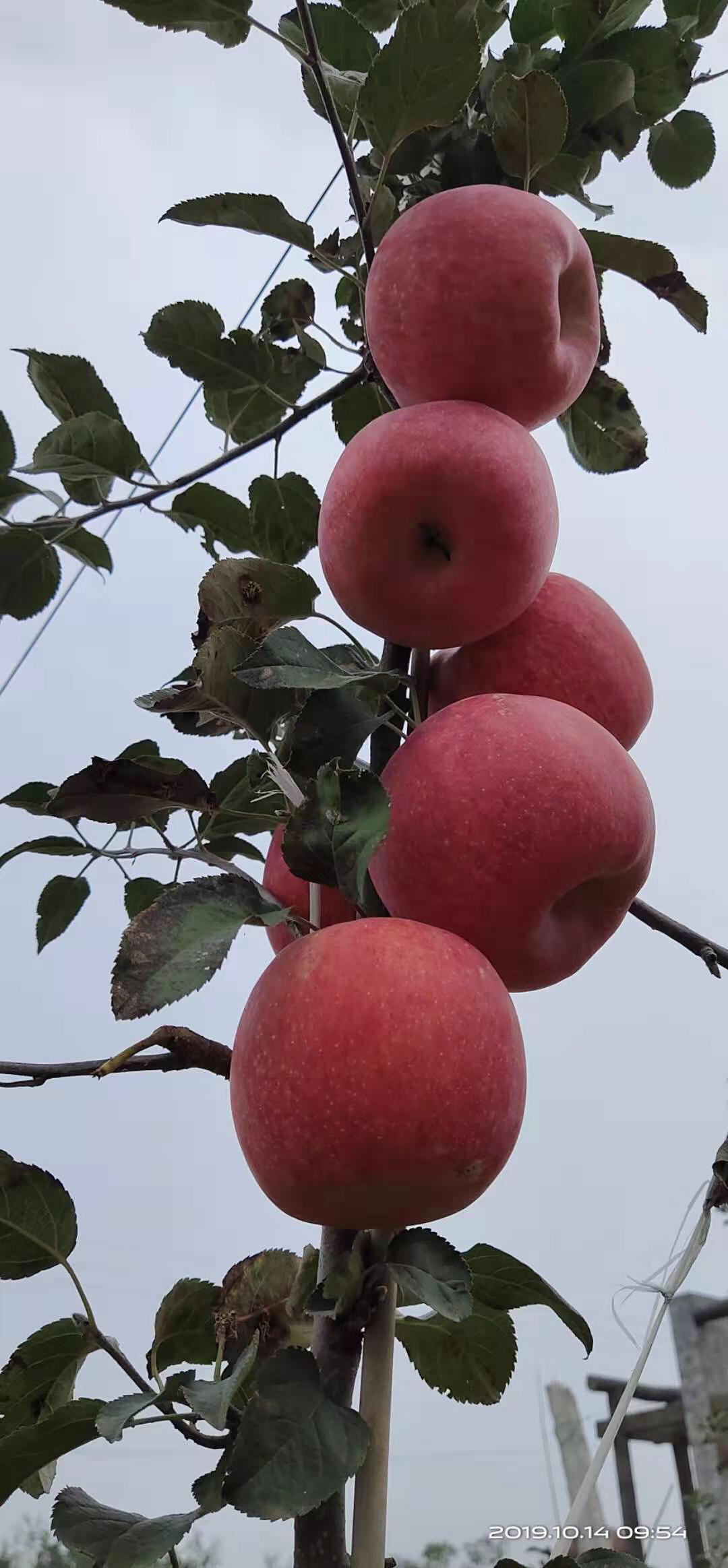 秦脆苹果图片