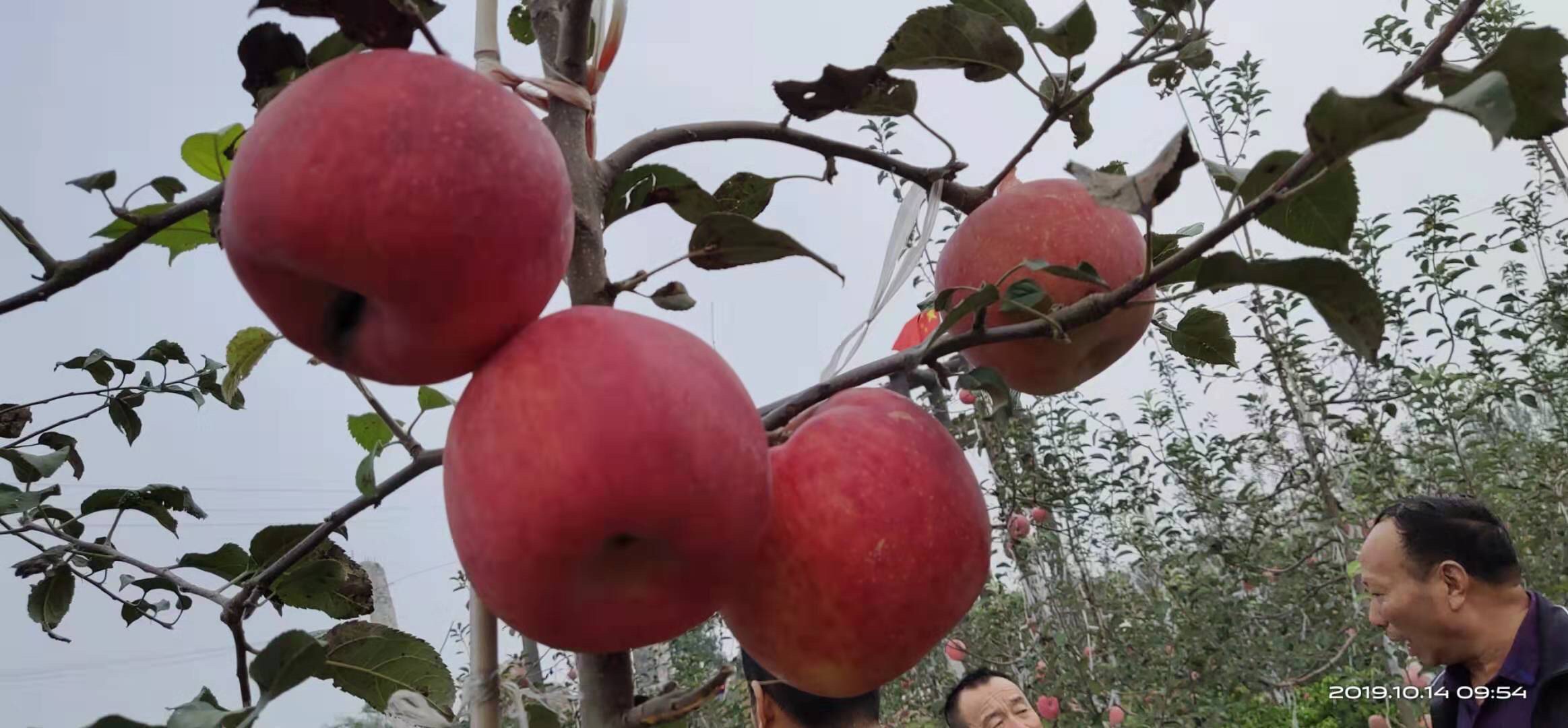 秦脆苹果图片