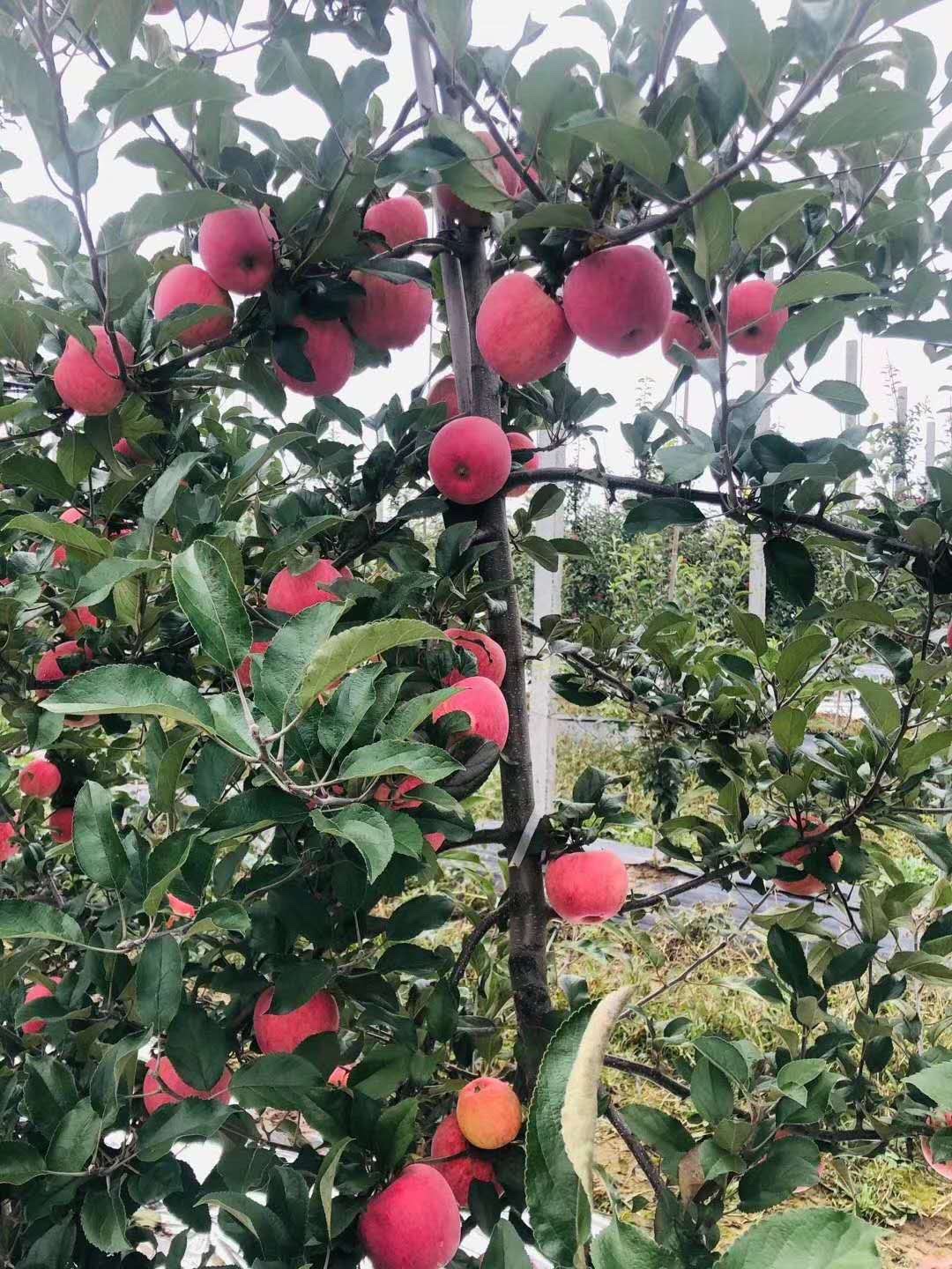 苹果树苗