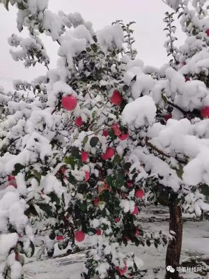 大雪过后的苹果树