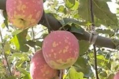 苹果花脸病