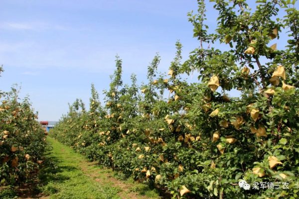 如何种植和管理矮化苹果树