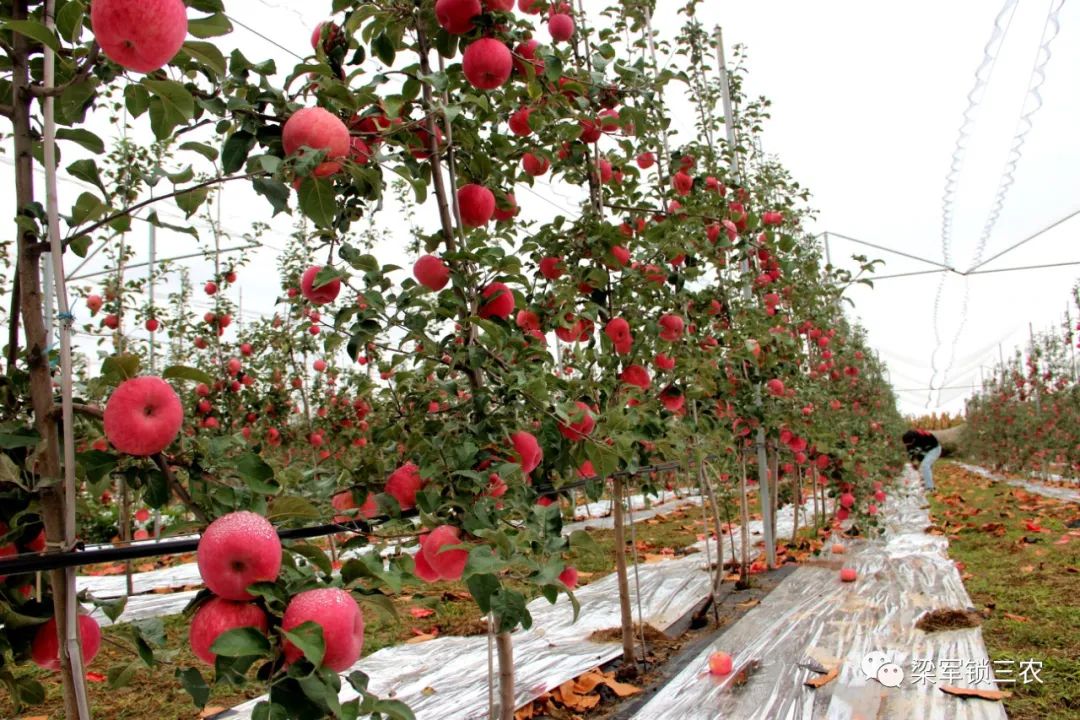 免套袋苹果是苹果种植