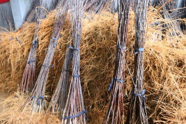 苹果树苗木栽植方法与注意事项 苹果苗分等级