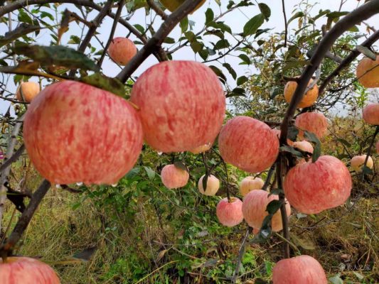 爱妃苹果 爱妃苹果品种介绍